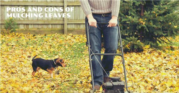 pros and cons of mulching leaves